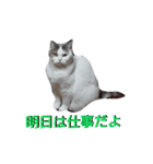 haku nyan04（個別スタンプ：37）