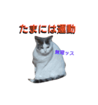 haku nyan04（個別スタンプ：39）