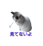 haku nyan04（個別スタンプ：40）