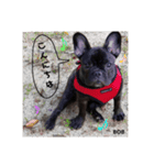 フレンチブルドッグのボブです♥️（個別スタンプ：5）