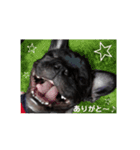 フレンチブルドッグのボブです♥️（個別スタンプ：9）