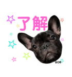 フレンチブルドッグのボブです♥️（個別スタンプ：14）