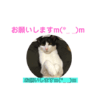 愛ネコ6（個別スタンプ：5）