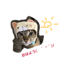 愛ネコ6（個別スタンプ：6）