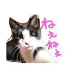 猫写真日常会話（個別スタンプ：1）