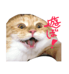 猫写真日常会話（個別スタンプ：2）