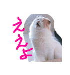 猫写真日常会話（個別スタンプ：4）