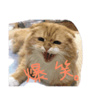 猫写真日常会話（個別スタンプ：7）