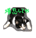 猫写真日常会話（個別スタンプ：13）