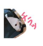 猫写真日常会話（個別スタンプ：14）
