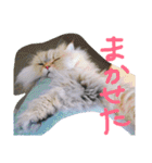 猫写真日常会話（個別スタンプ：17）