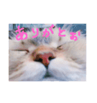 猫写真日常会話（個別スタンプ：19）