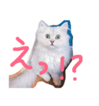 猫写真日常会話（個別スタンプ：20）