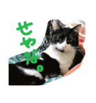 猫写真日常会話（個別スタンプ：21）