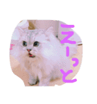 猫写真日常会話（個別スタンプ：23）