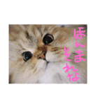 猫写真日常会話（個別スタンプ：25）