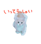 猫写真日常会話（個別スタンプ：26）