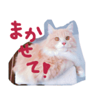 猫写真日常会話（個別スタンプ：28）