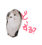 猫写真日常会話（個別スタンプ：30）