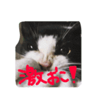猫写真日常会話（個別スタンプ：32）
