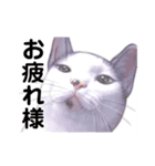 猫ちゃん言葉あそび（個別スタンプ：6）