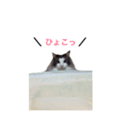 ぼくグレンでふ（個別スタンプ：16）