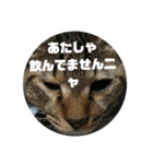 我が家の猫写真スタンプです（個別スタンプ：2）