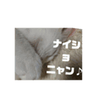 我が家の猫写真スタンプです（個別スタンプ：3）