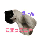 我が家の猫写真スタンプです（個別スタンプ：4）