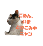 我が家の猫写真スタンプです（個別スタンプ：5）