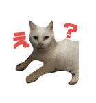 我が家の猫写真スタンプです（個別スタンプ：6）