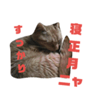 我が家の猫写真スタンプです（個別スタンプ：7）