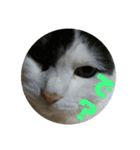 我が家の猫写真スタンプです（個別スタンプ：8）