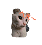我が家の猫写真スタンプです（個別スタンプ：9）