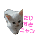 我が家の猫写真スタンプです（個別スタンプ：10）