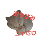 我が家の猫写真スタンプです（個別スタンプ：11）