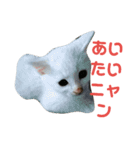 我が家の猫写真スタンプです（個別スタンプ：12）