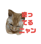 我が家の猫写真スタンプです（個別スタンプ：13）