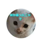 我が家の猫写真スタンプです（個別スタンプ：14）