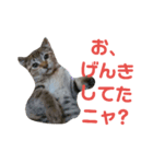 我が家の猫写真スタンプです（個別スタンプ：15）