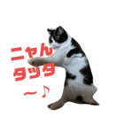 我が家の猫写真スタンプです（個別スタンプ：16）