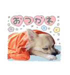 モコハニウィルSTAMP(by hoho)（個別スタンプ：3）