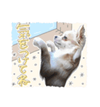 モコハニウィルSTAMP(by hoho)（個別スタンプ：5）