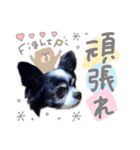 モコハニウィルSTAMP(by hoho)（個別スタンプ：12）
