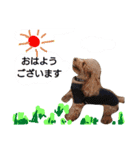 ワンこの挨拶（個別スタンプ：1）