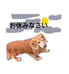 ワンこの挨拶（個別スタンプ：12）