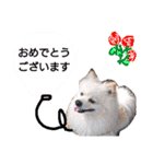 ワンこの挨拶（個別スタンプ：33）