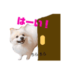 ワンこの挨拶（個別スタンプ：34）