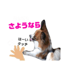 ワンこの挨拶（個別スタンプ：40）