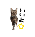 ちーまーきー（個別スタンプ：6）